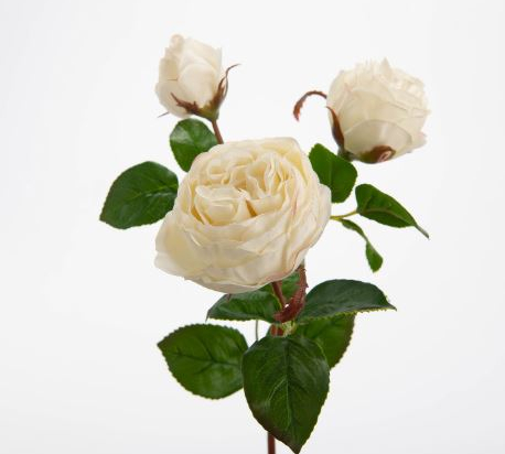 ROSE VALENCIA *3 REALITY BLANC- H53