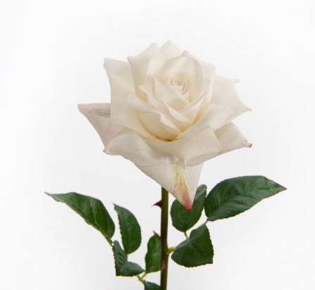 ROSE LADY REALITY BLANCHE - H55 