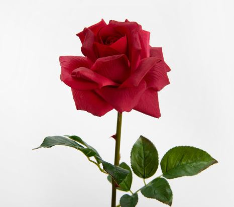 ROSE LADY REALITY ROUGE- H55 