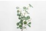EUCALYPTUS GUNII H115 VERT