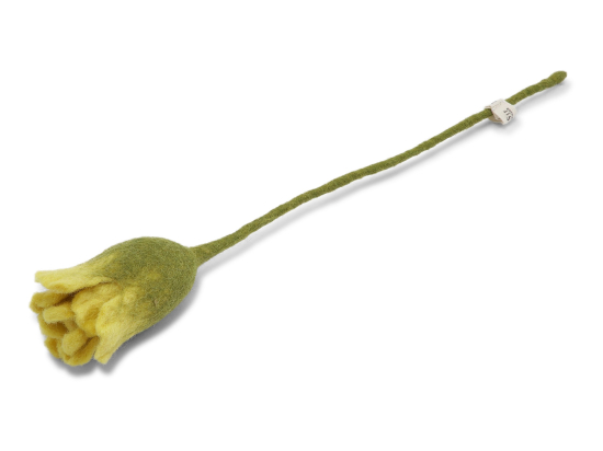 TULIP -  / TULIPE 