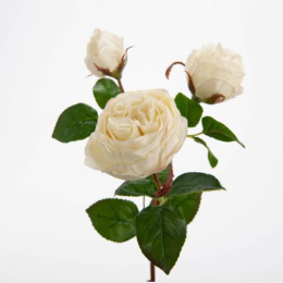 ROSE VALENCIA *3 REALITY BLANC- H53