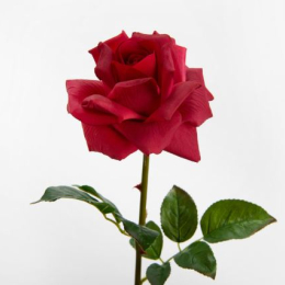 ROSE LADY REALITY ROUGE- H55 