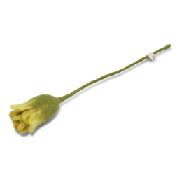 TULIP -  / TULIPE 